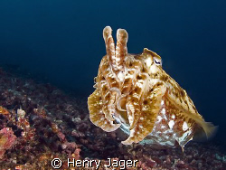 "Cuttlefish" Raja Ampat, West Papua (14mm, f/5.6, 1/160) by Henry Jager 